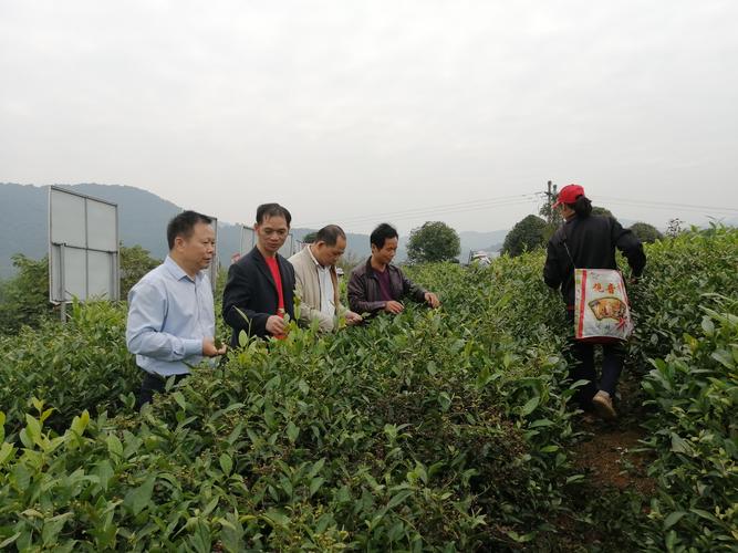 昭平茶叶试验站 技术赋能新基地，服务产业促振兴